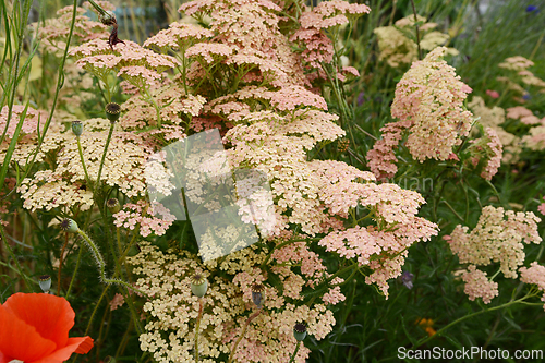 Image of Pink and cream yarrow flowers - achillea millefolium