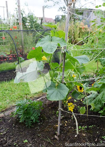 Image of Cucumber plant climbing a bamboo cane wigwam