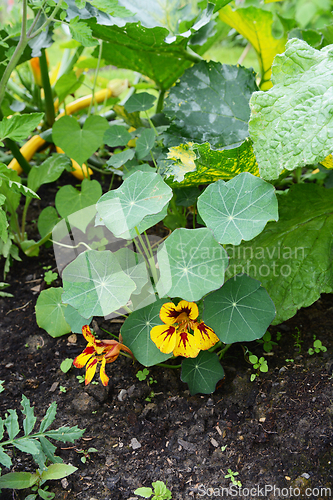 Image of Nasturtium growing as companion plant with courgettes