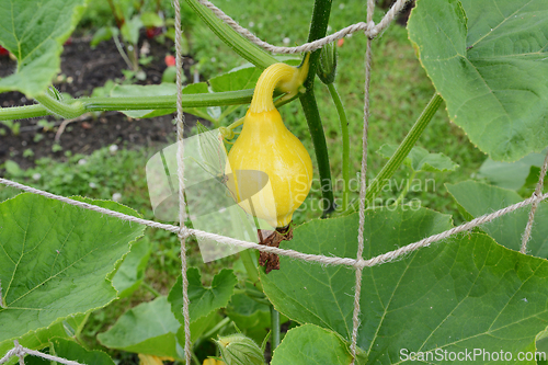 Image of Small yellow uchiki kuri gourd on a vine climbing netting
