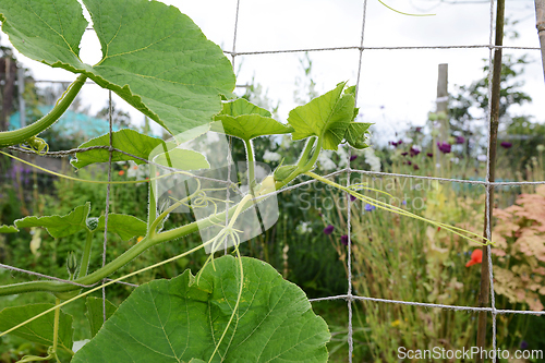 Image of Uchi kuri gourd climbs netting support with curly tendrils