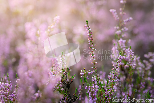 Image of Heather flowers in the evening sun