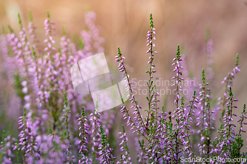 Image of Heather flowers in the evening sun