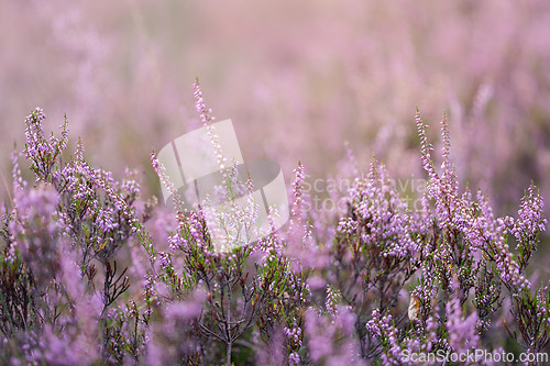 Image of Heather flowers in the evening sun