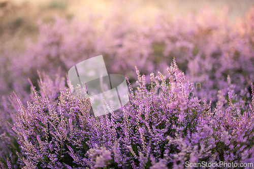 Image of Heather flowers in the evening sun