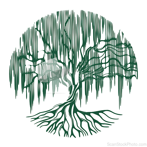 Image of Willow tree with roots over white