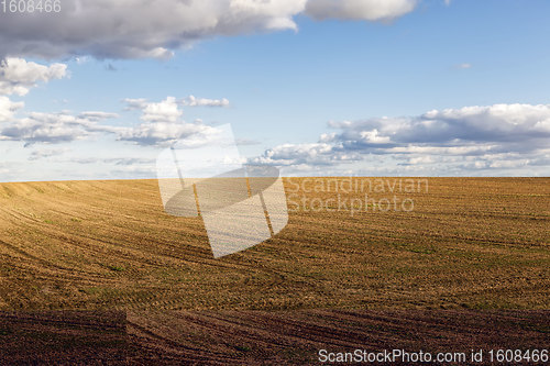 Image of an agricultural field