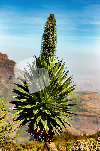 Image of Giant lobelia in Semien or Simien Mountains, Ethiopia
