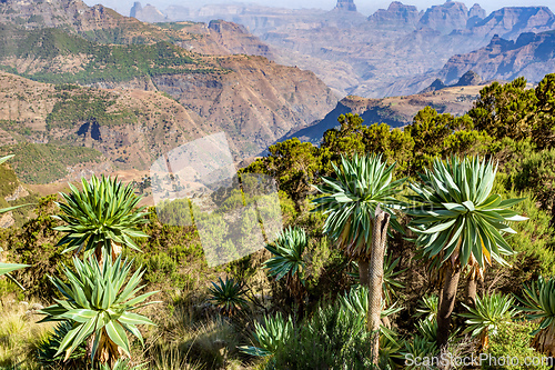 Image of Semien or Simien Mountains, Ethiopia