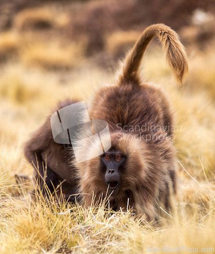 Image of Endemic Gelada, Theropithecus gelada, in Simien mountain, Ethiopia wildlife