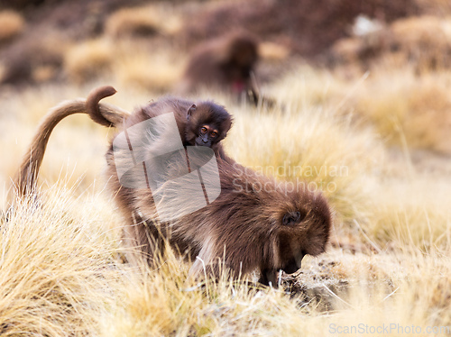 Image of Endemic Gelada, Theropithecus gelada, in Simien mountain, Ethiopia wildlife