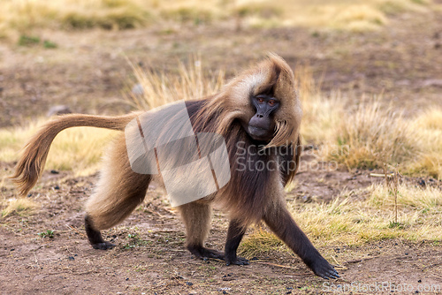 Image of Endemic Gelada, Theropithecus gelada, in Simien mountain, Ethiopia wildlife