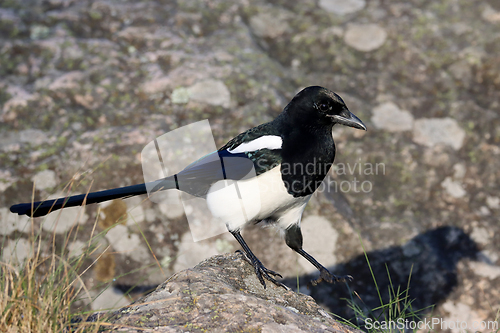 Image of Skj&aelig;re