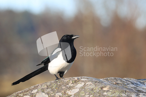 Image of Skj&aelig;re