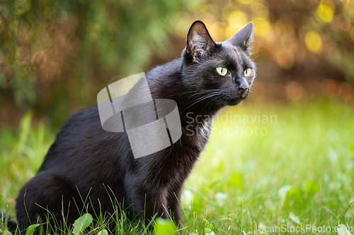 Image of Black cat with shiny fur