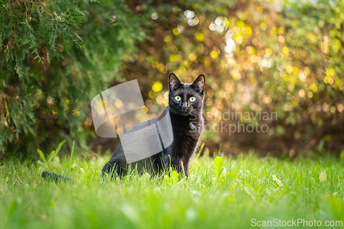 Image of Black cat with shiny fur