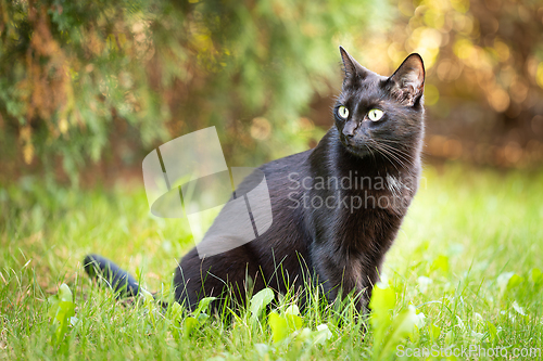 Image of Black cat with shiny fur