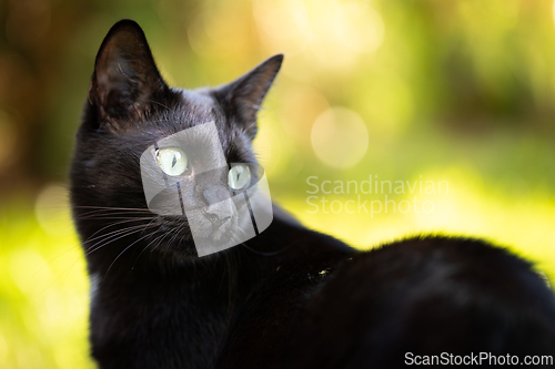 Image of Black cat with shiny fur