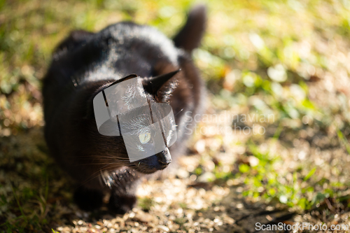 Image of Black cat with shiny fur