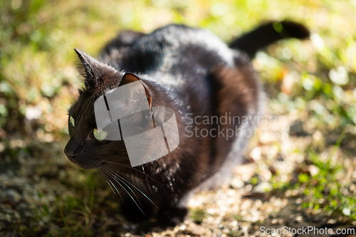 Image of Black cat with shiny fur