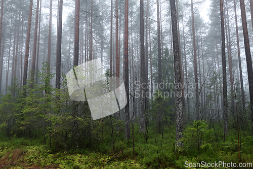 Image of T&aring;ke i skogen