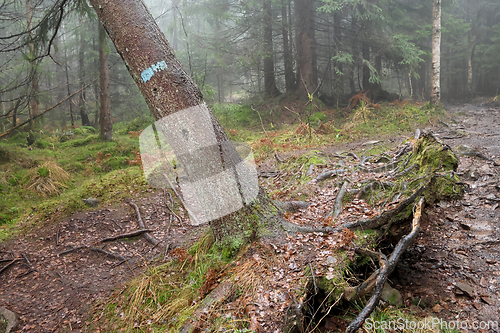 Image of T&aring;ke i skogen