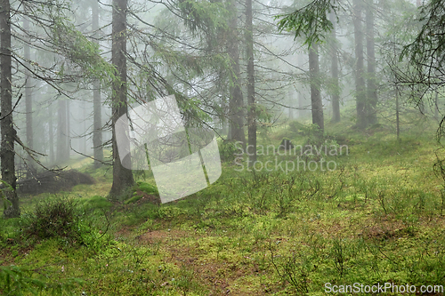 Image of T&aring;ke i skogen