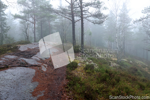 Image of T&aring;ke i skogen