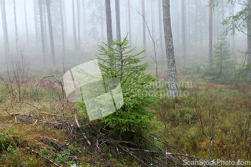 Image of T&aring;ke i skogen