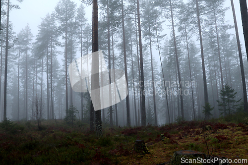 Image of T&aring;ke i skogen