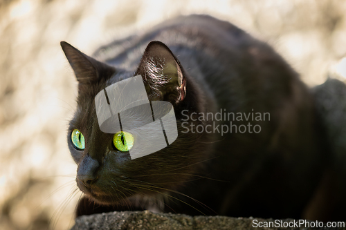 Image of Black cat with shiny fur