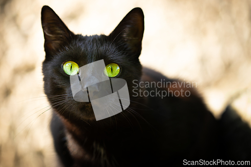 Image of Black cat with shiny fur