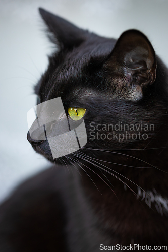 Image of Black cat with shiny fur