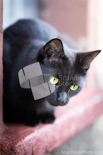 Image of Black cat with shiny fur