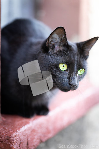 Image of Black cat with shiny fur