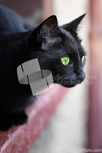 Image of Black cat with shiny fur