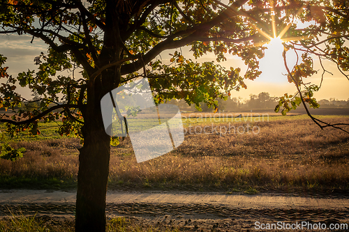 Image of The autumn sun illuminating the fields