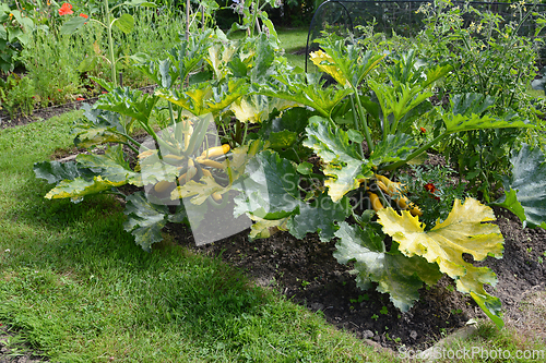 Image of Two large courgette plants in a lush green vegetable garden