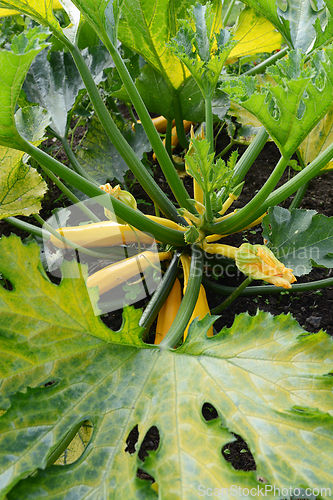 Image of Centre of a zucchini plant with numerous yellow squashes 