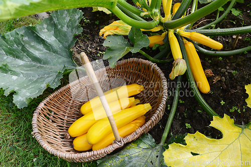 Image of Basket of yellow courgettes harvested in a vegetable garden