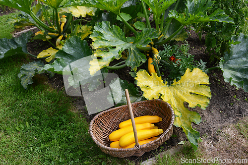 Image of Harvested zucchinis in a basket by a large zuchinni plant
