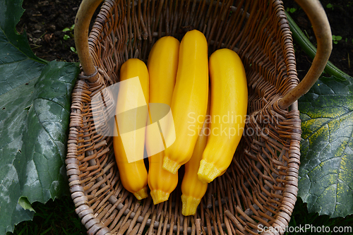 Image of Summer squash harvested in a woven basket