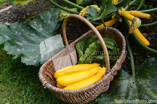 Image of Basket full of summer squash next to a courgette plant 