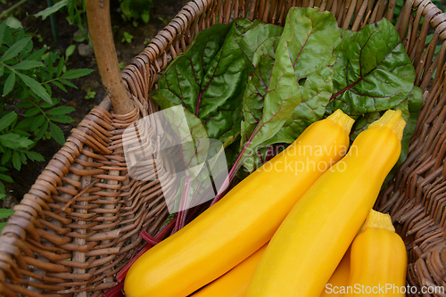 Image of Summer squash and red chard harvested in a basket