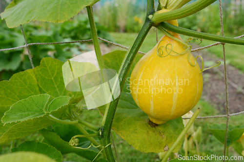 Image of Large yellow winter squash hanging from the vine