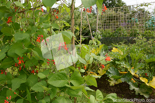 Image of Runner bean vines growing; courgette plants beyond 
