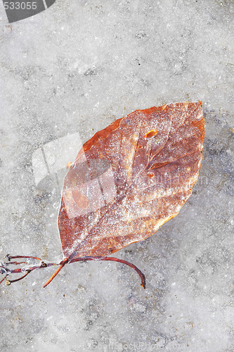 Image of frozen leaf