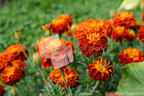 Image of French marigold flowers 