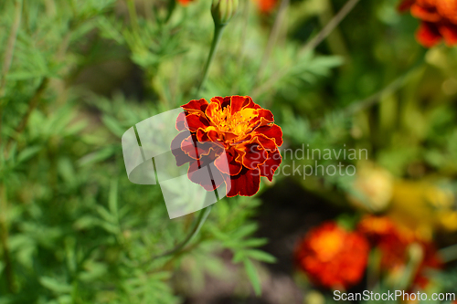 Image of Single French marigold flower 