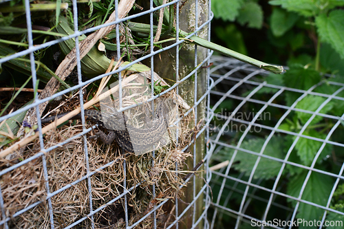 Image of Small common lizard on a garden compost heap